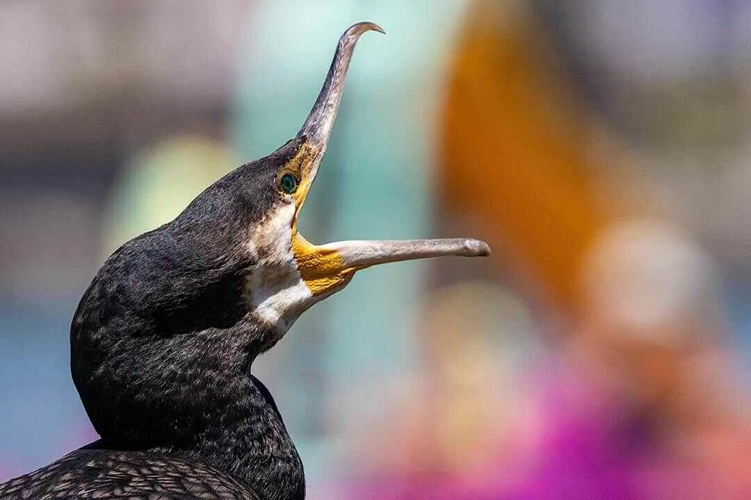Great Comorant open beak